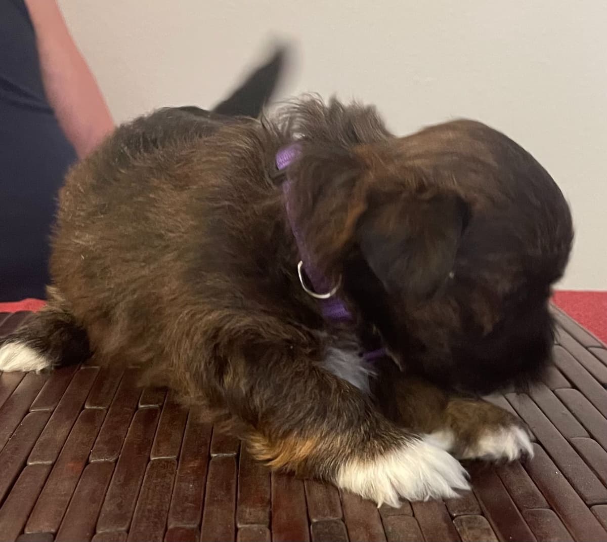 Lhasa Apso Puppies breeder image 10