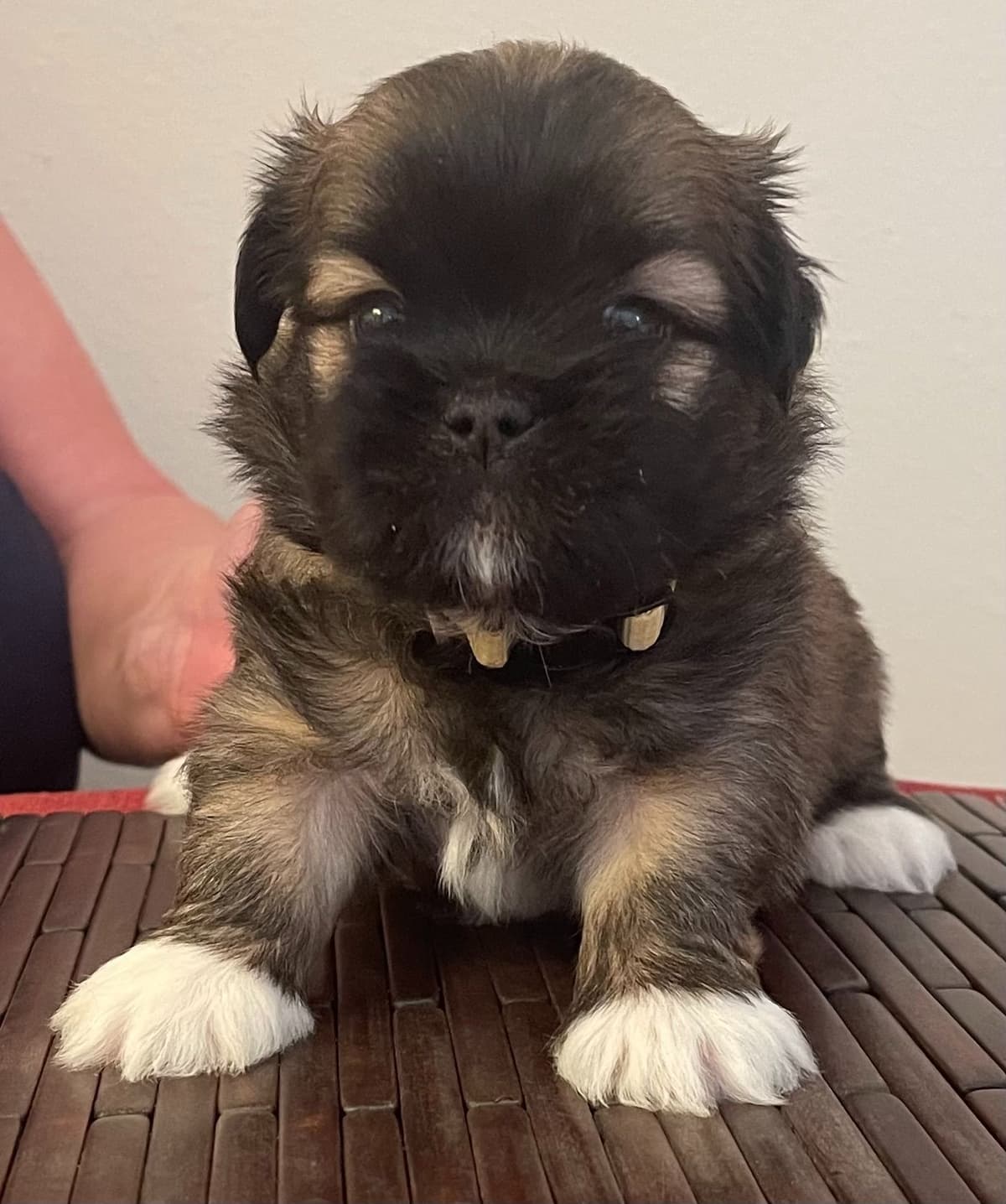 Lhasa Apso Puppies breeder image 11