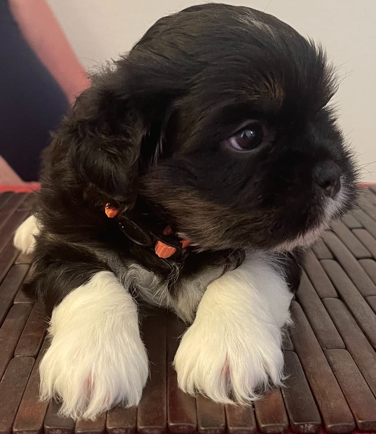 Lhasa Apso Puppies breeder image 12