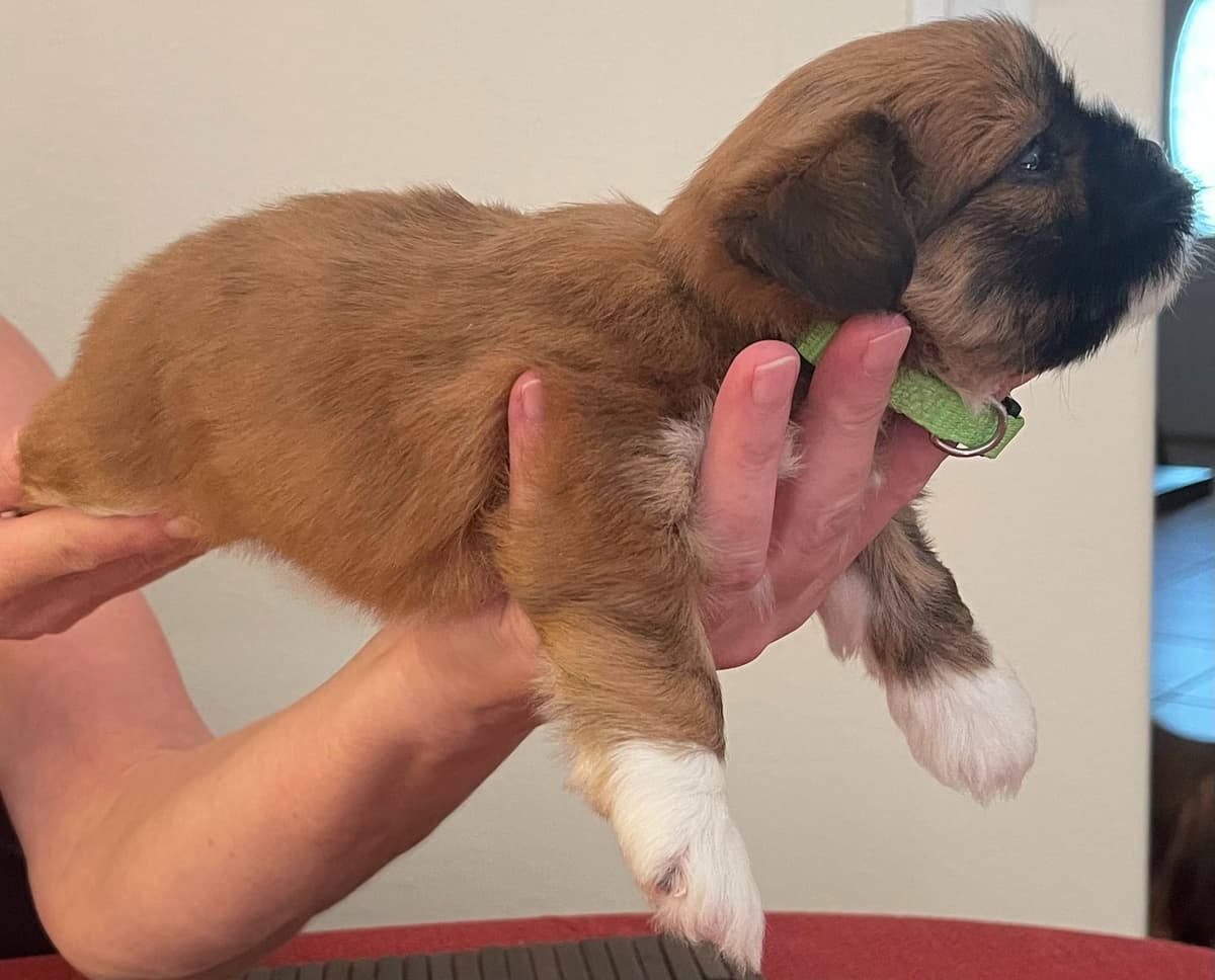 Lhasa Apso Puppies breeder image 13