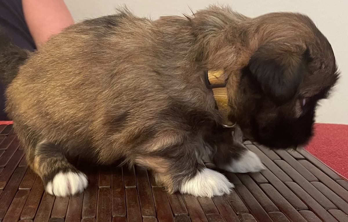 Lhasa Apso Puppies breeder image 14