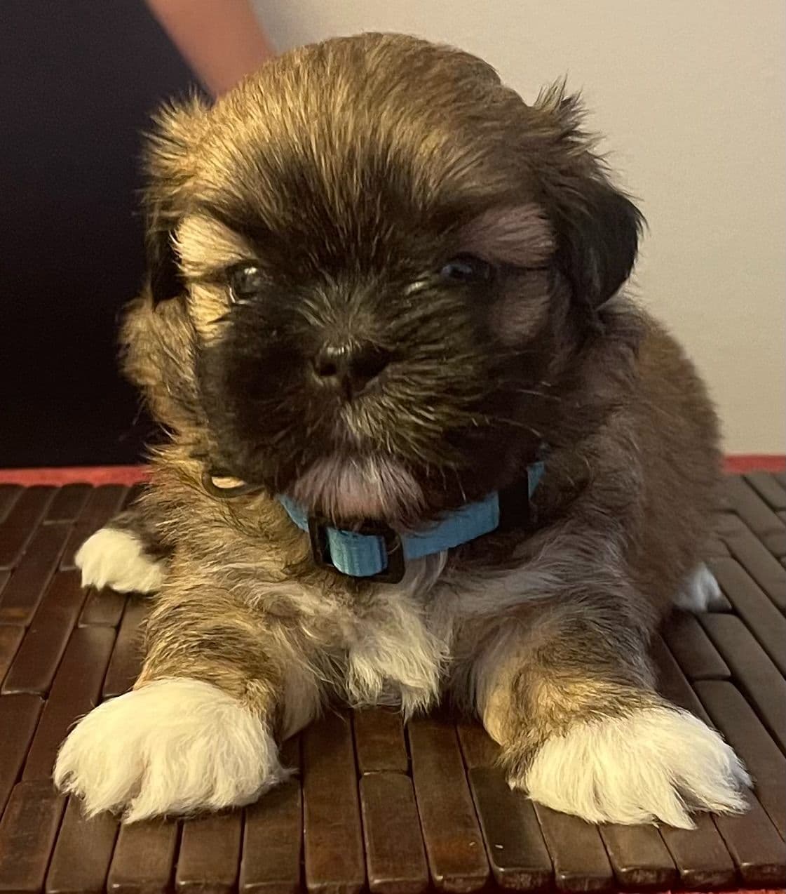 Lhasa Apso Puppies breeder image 15