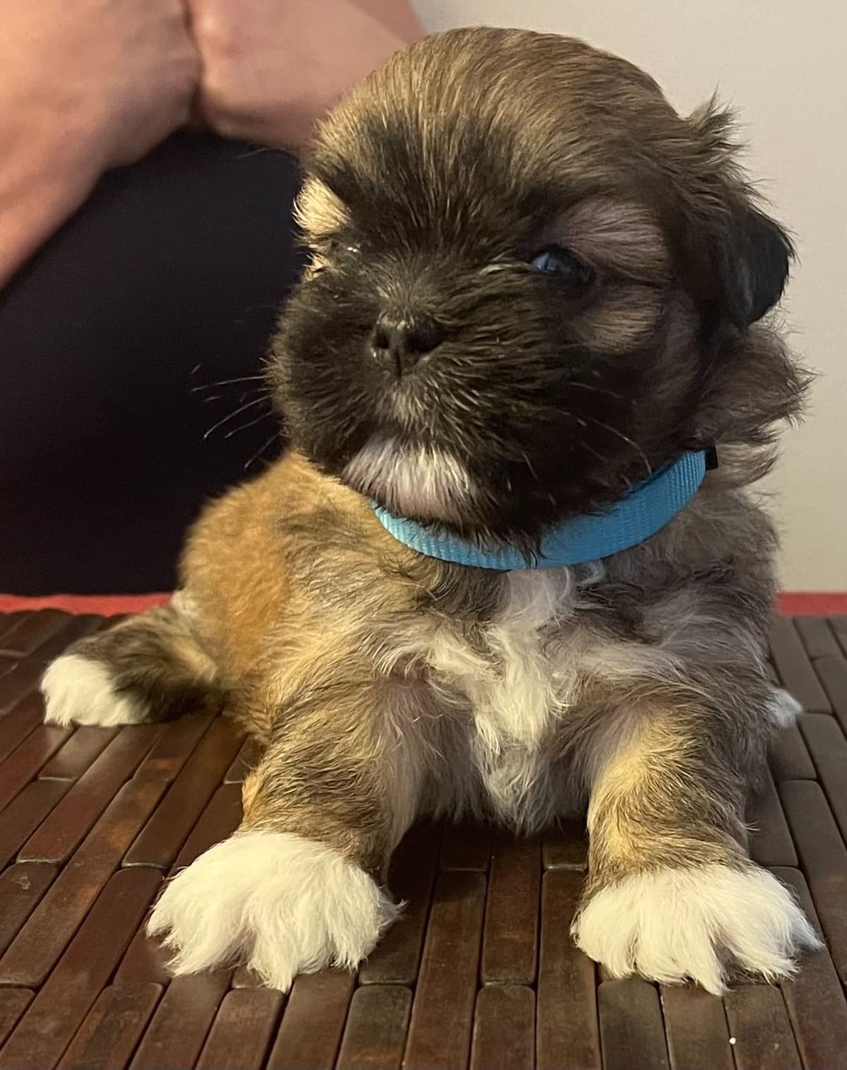 Lhasa Apso Puppies breeder image 17