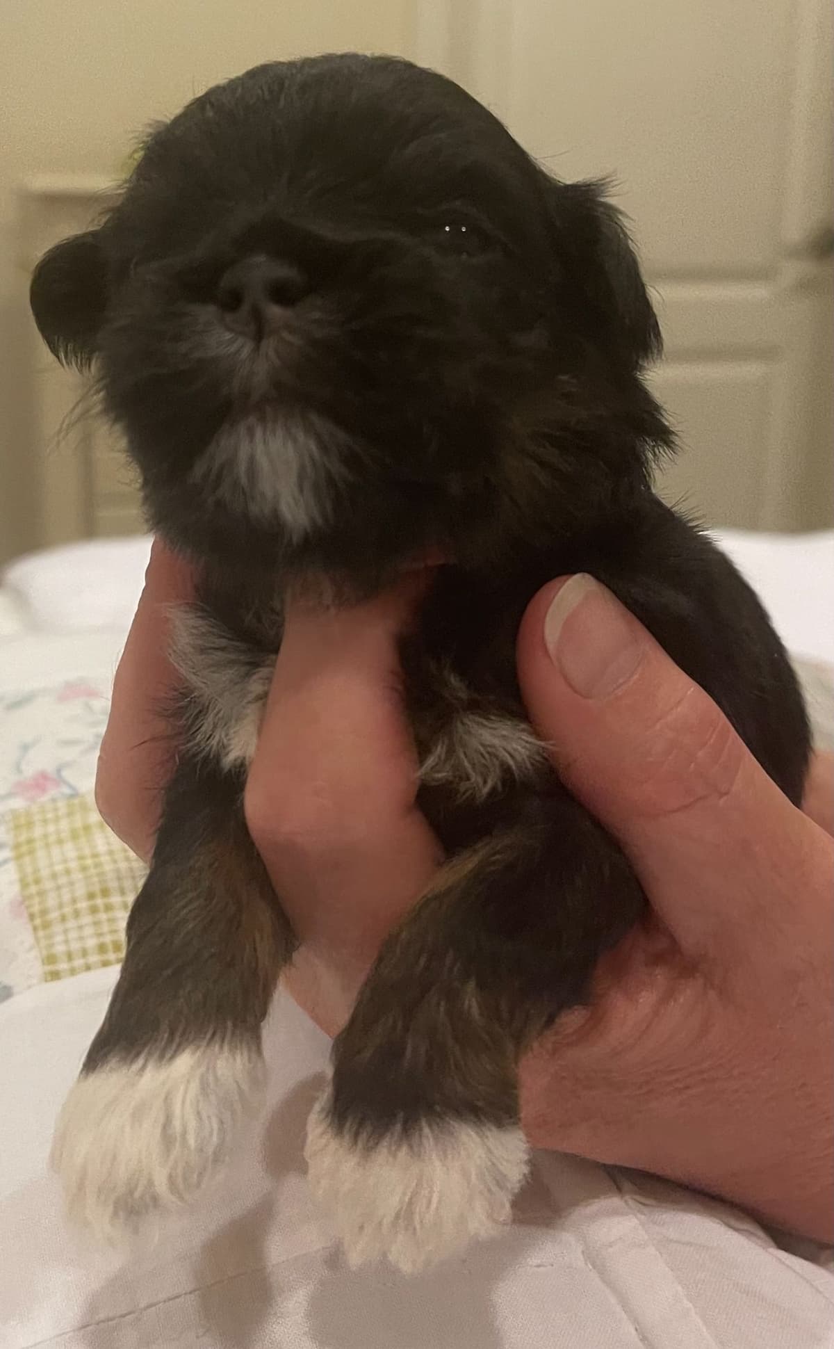 Lhasa Apso Puppies breeder image 21