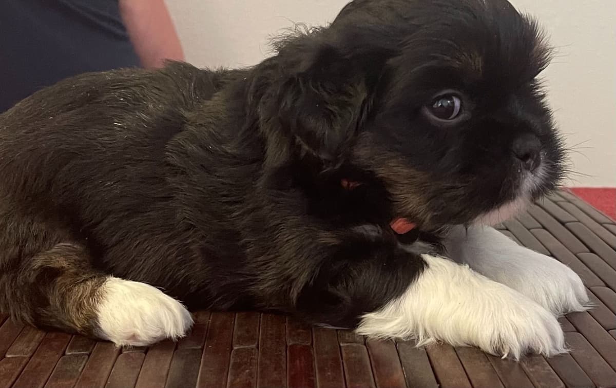 Lhasa Apso Puppies breeder image 22