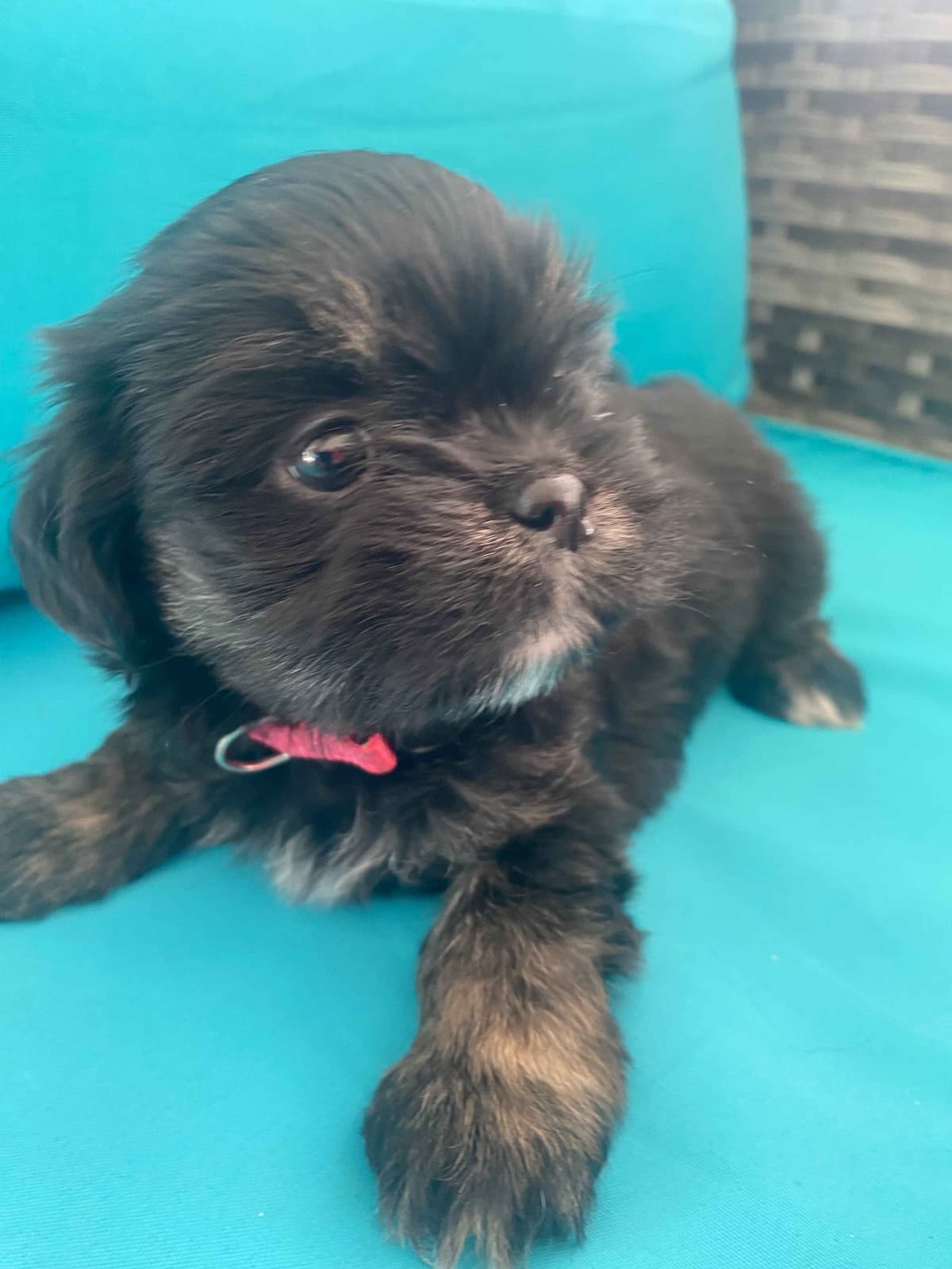 Lhasa Apso Puppies breeder image 24