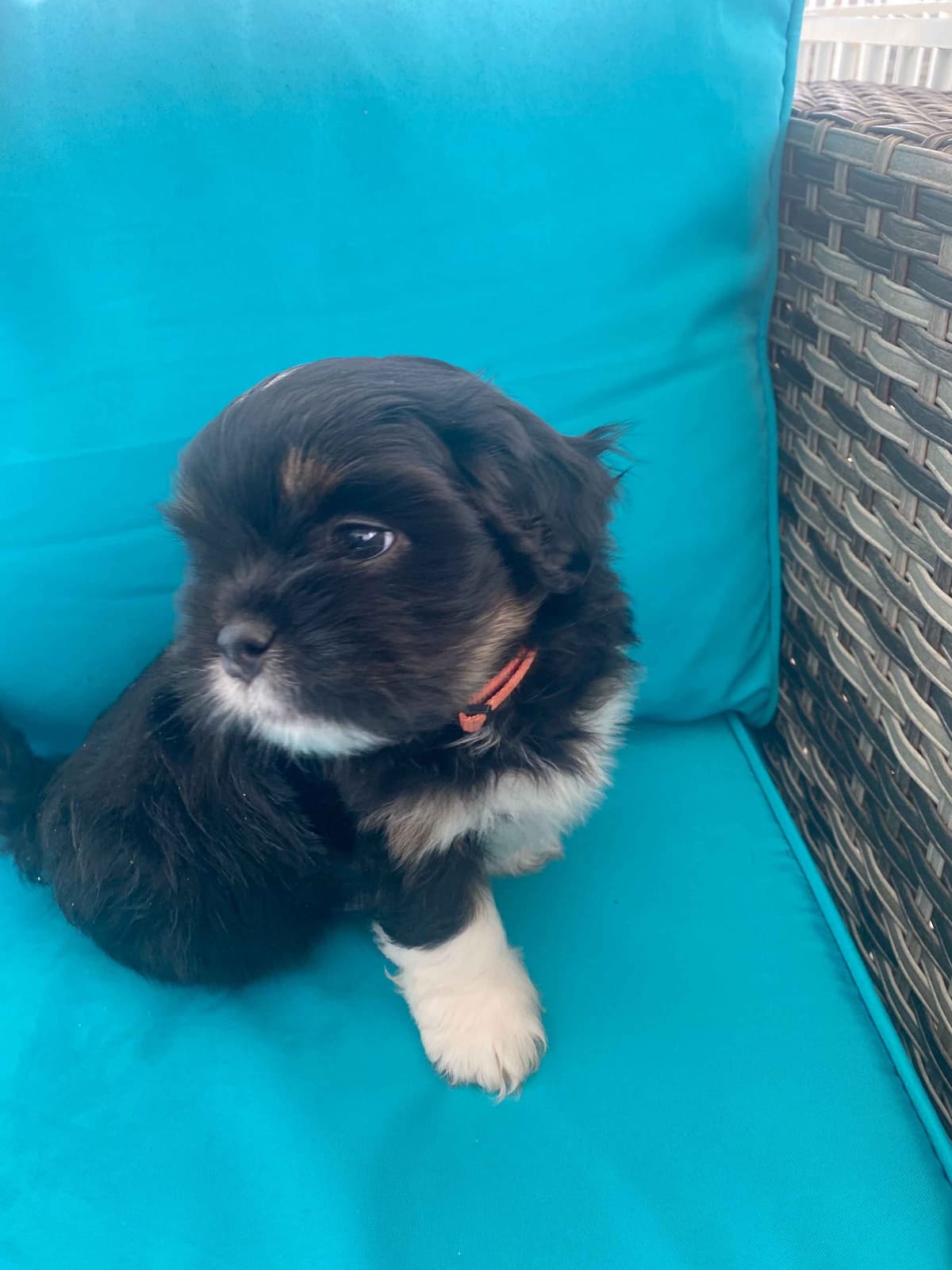 Lhasa Apso Puppies breeder image 25