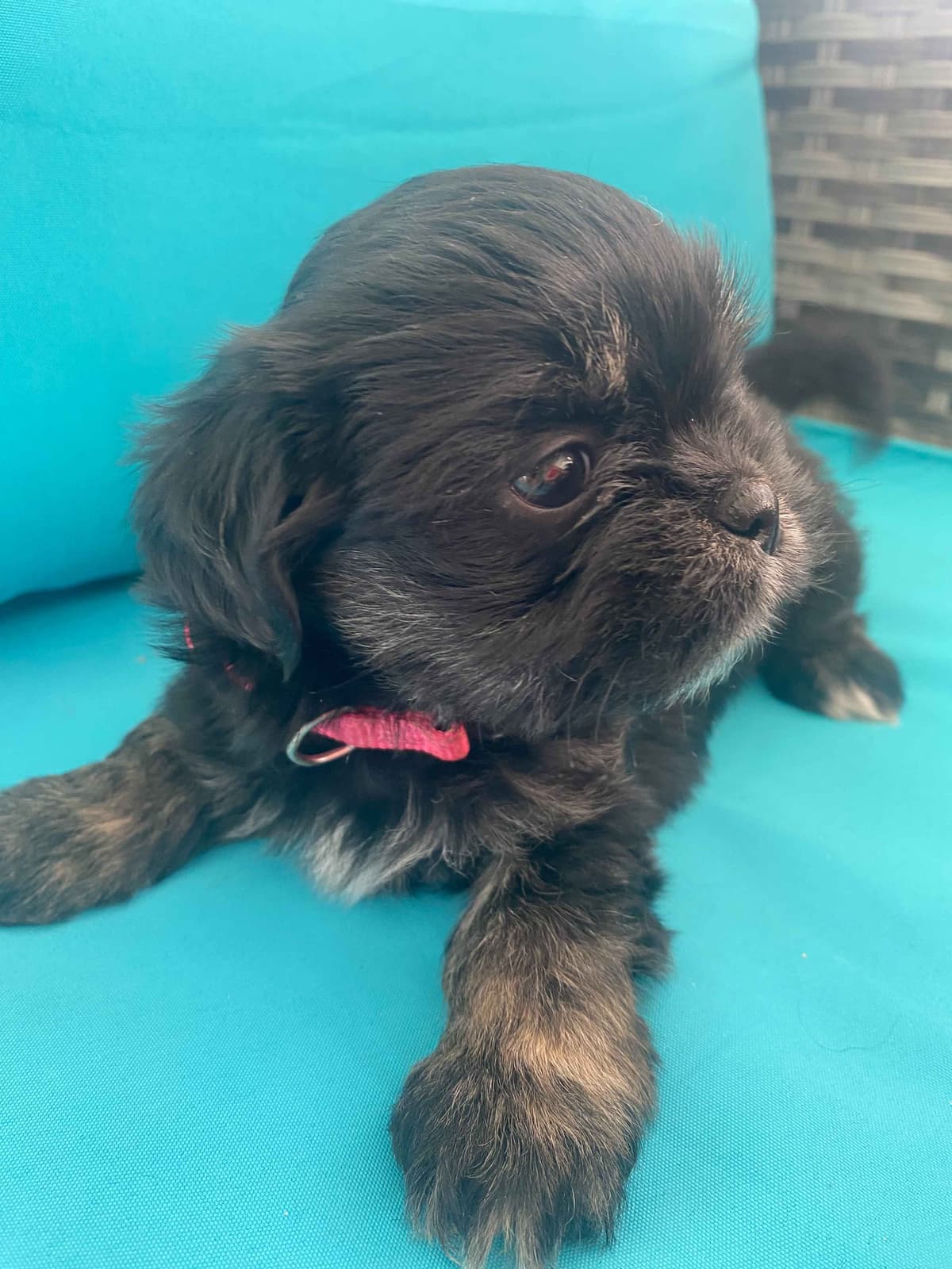 Lhasa Apso Puppies breeder image 27