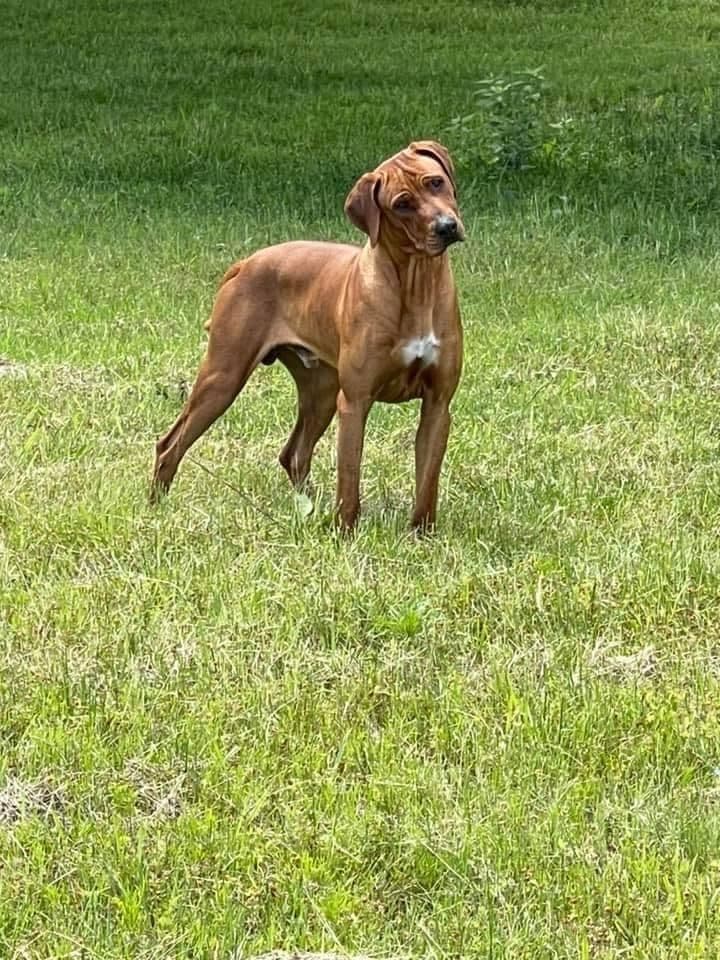 Rhodesian Ridgeback Puppies breeder image 3