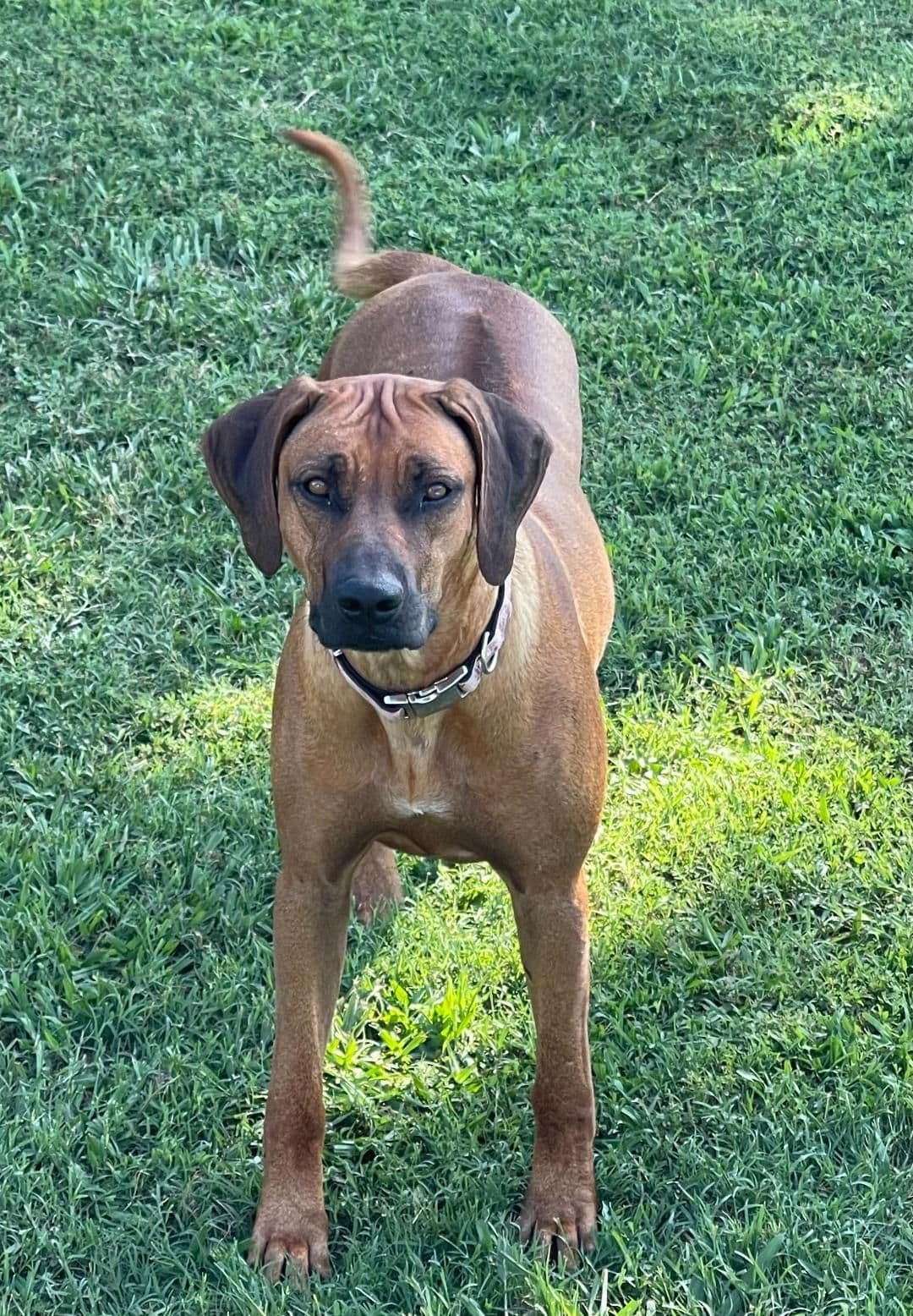Rhodesian Ridgeback Puppies breeder image 2