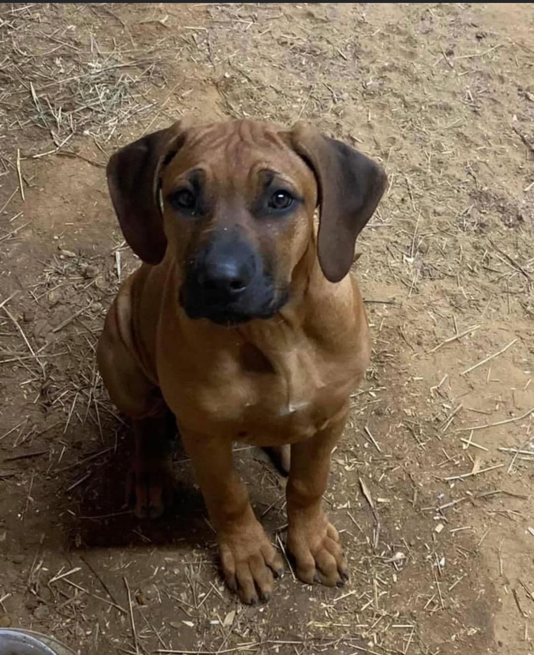 Rhodesian Ridgeback Puppies breeder image 6