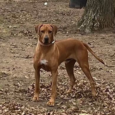 Rhodesian Ridgeback Puppies breeder image 1
