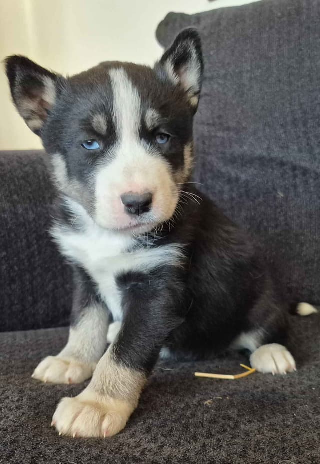 Siberian Husky Puppies media 2