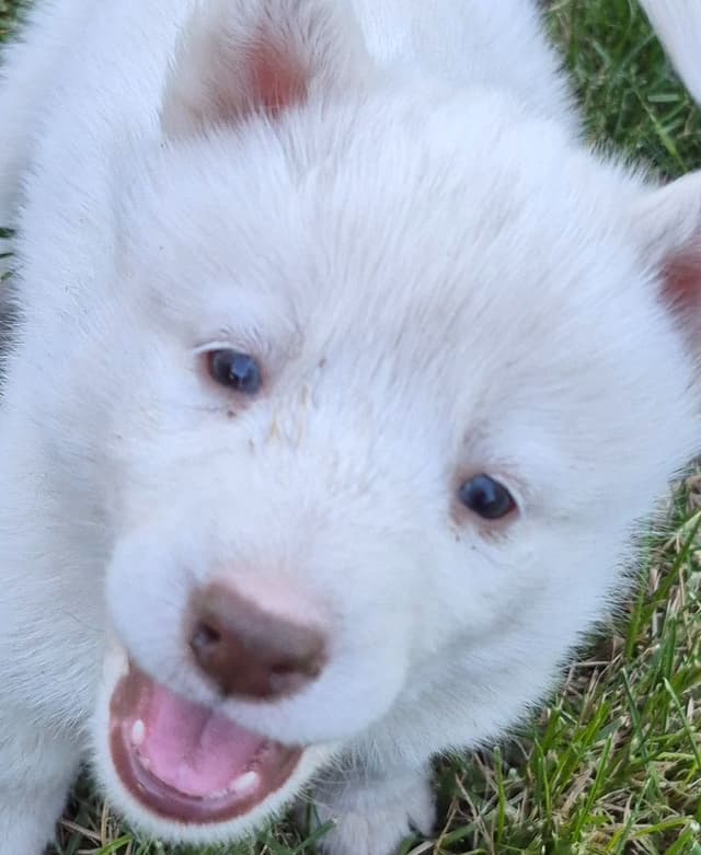 Siberian Husky Puppies media 3