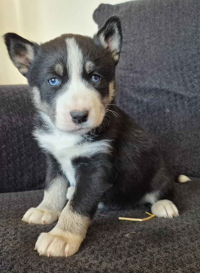 Siberian Husky Puppies media 4