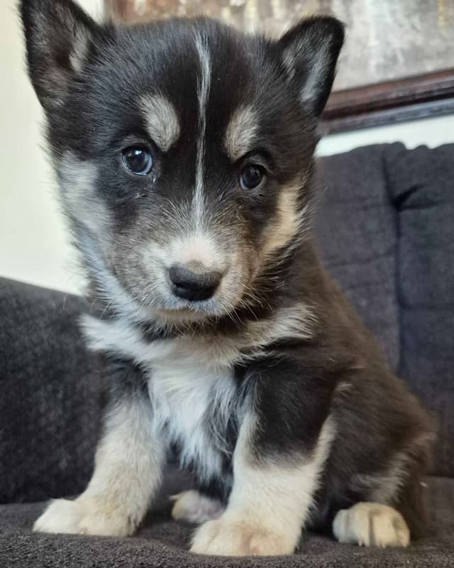 Siberian Husky Puppies media 5