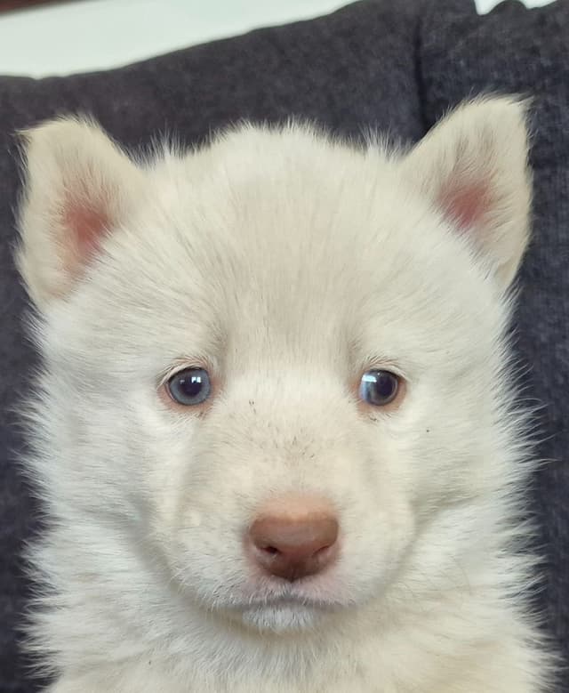 Siberian Husky Puppies media 6