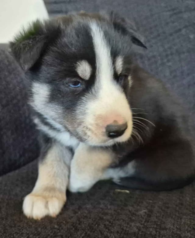 Siberian Husky Puppies media 7