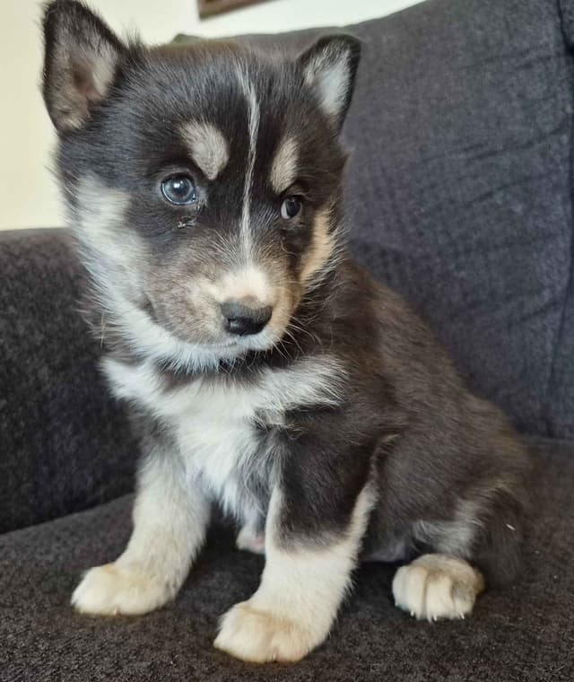 Siberian Husky Puppies media 8