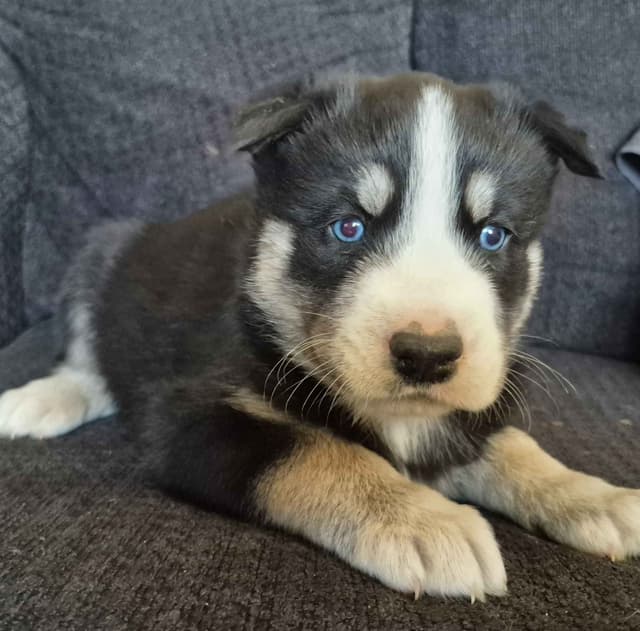Siberian Husky Puppies media 9