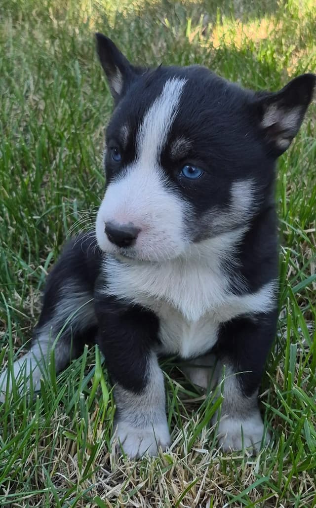 Siberian Husky Puppies media 10