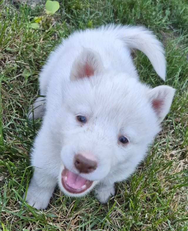 Siberian Husky Puppies media 11