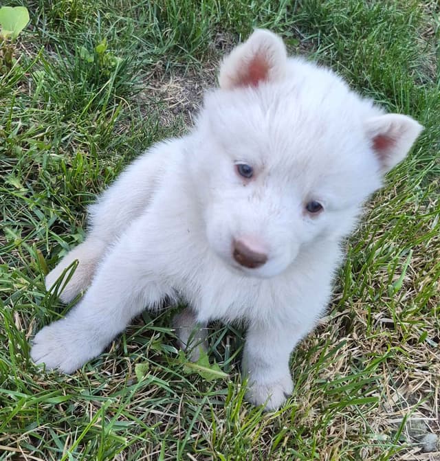 Siberian Husky Puppies media 12