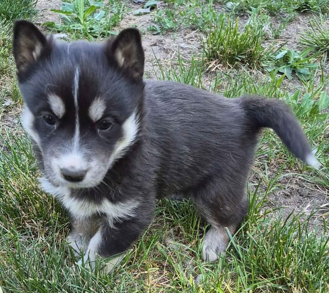 Siberian Husky Puppies media 13