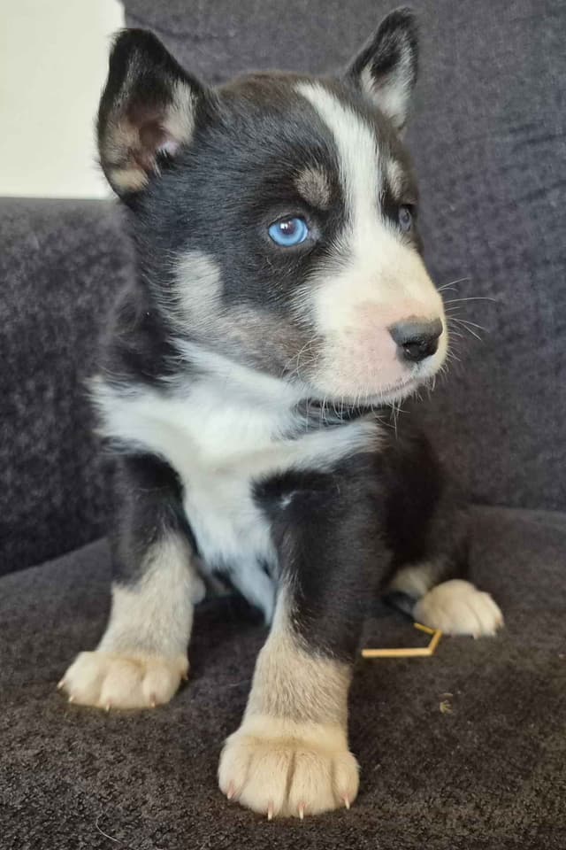 Siberian Husky Puppies media 14