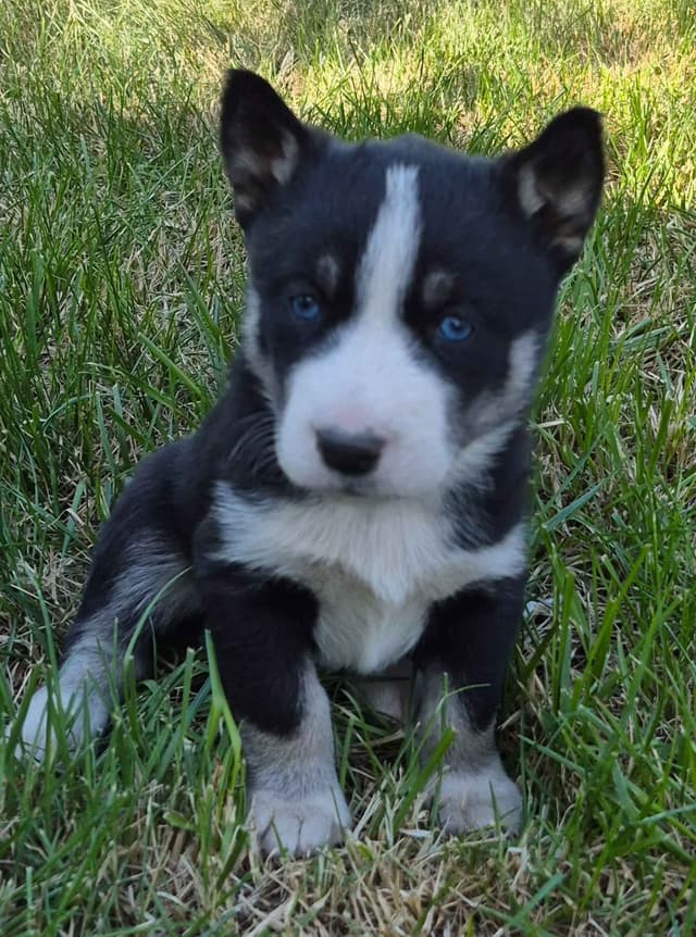 Siberian Husky Puppies media 15