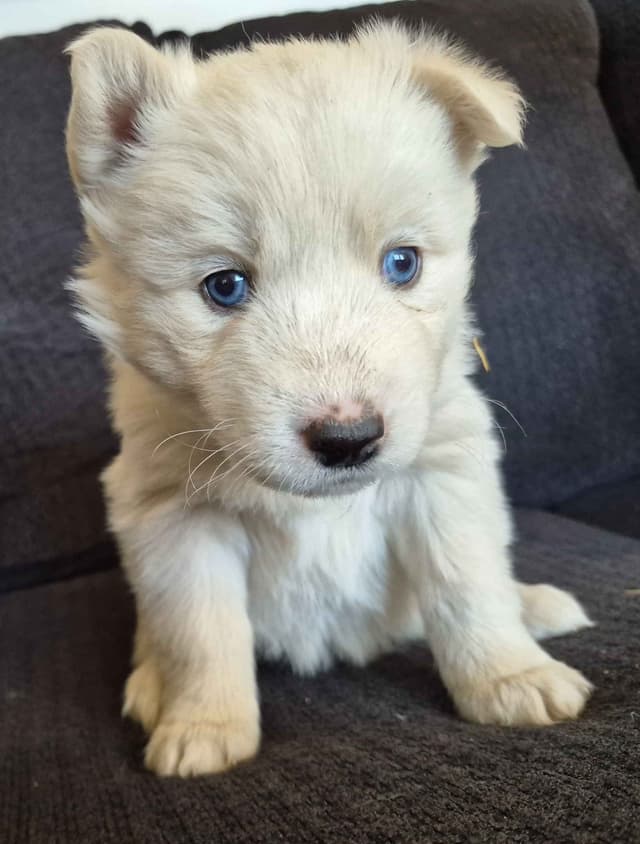 Siberian Husky Puppies media 16
