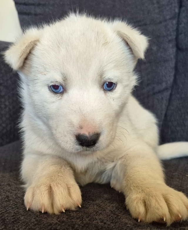 Siberian Husky Puppies media 17
