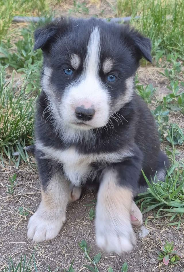 Siberian Husky Puppies media 18