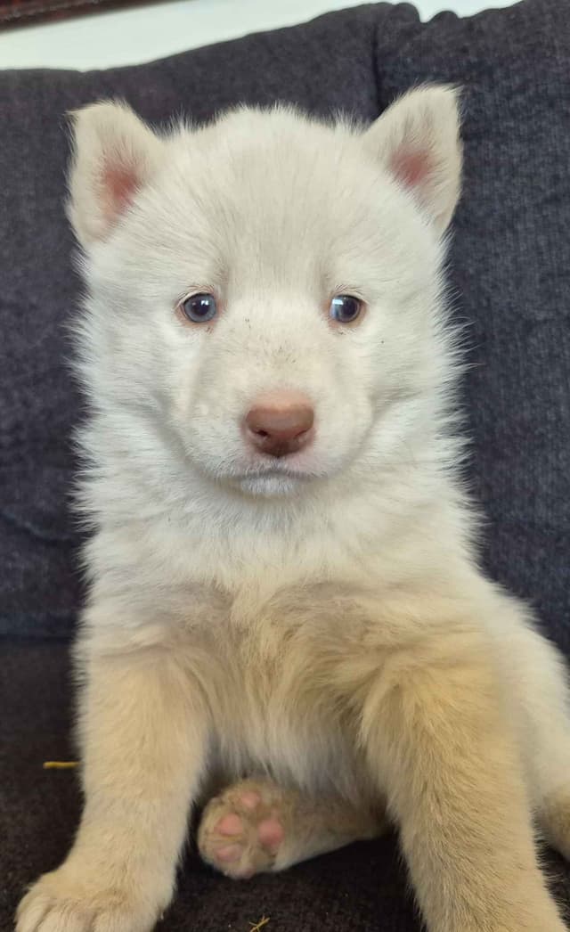 Siberian Husky Puppies media 19