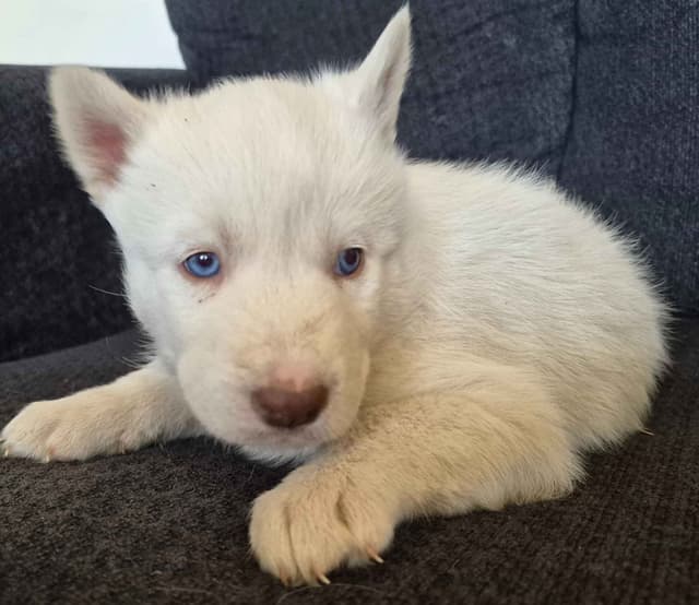 Siberian Husky Puppies media 20