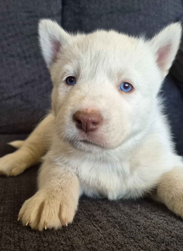 Siberian Husky Puppies media 21