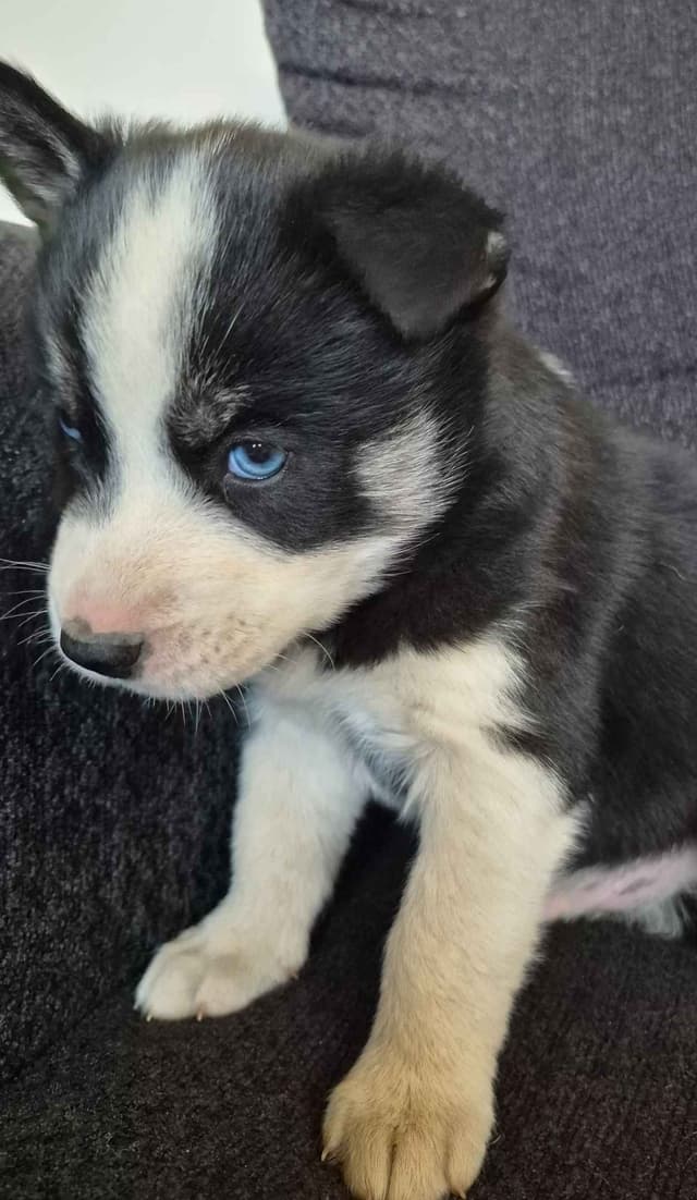 Siberian Husky Puppies media 22