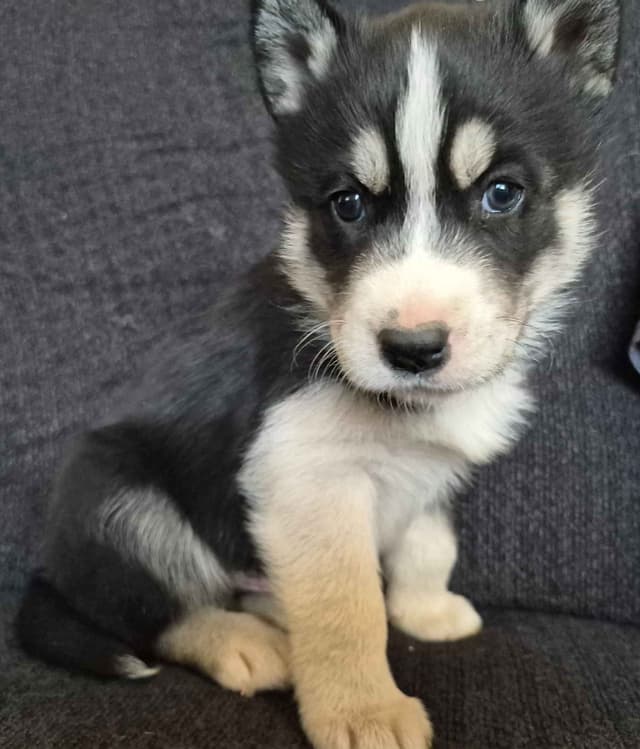Siberian Husky Puppies media 23