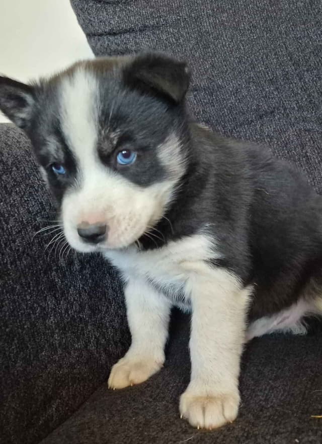 Siberian Husky Puppies media 24