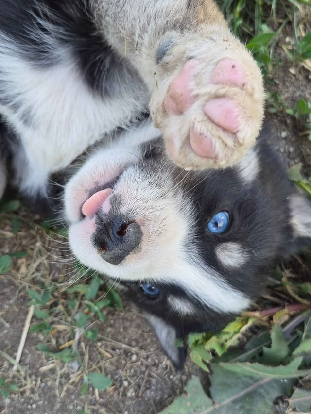 Siberian Husky Puppies media 25