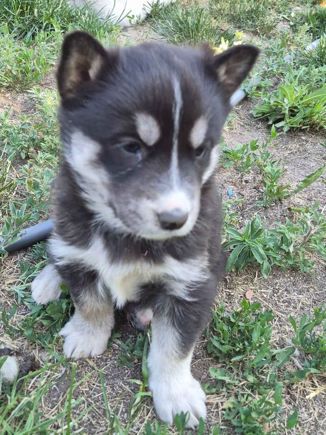 Siberian Husky Puppies media 26