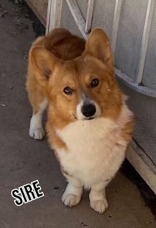 Pembroke Welsh Corgi Puppies media 3