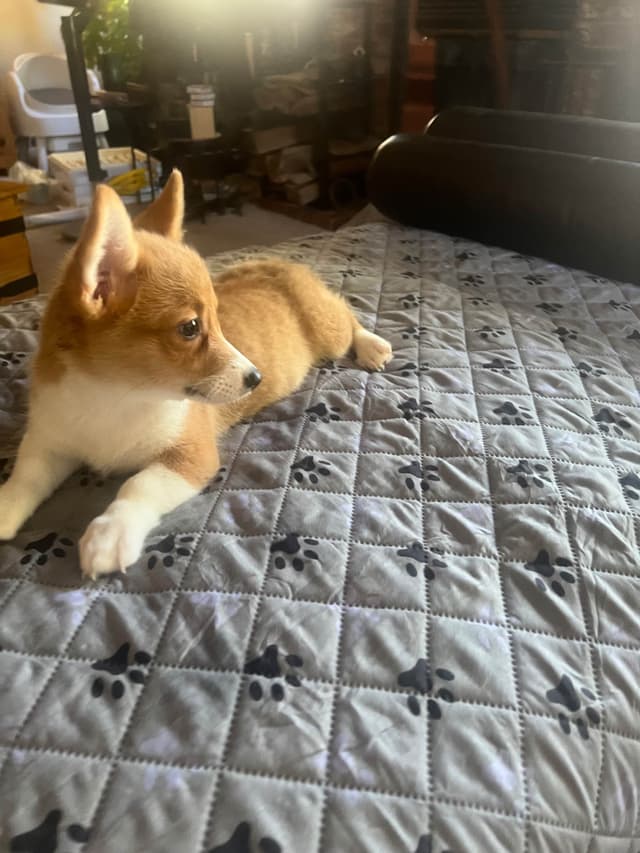 Pembroke Welsh Corgi Puppies media 4