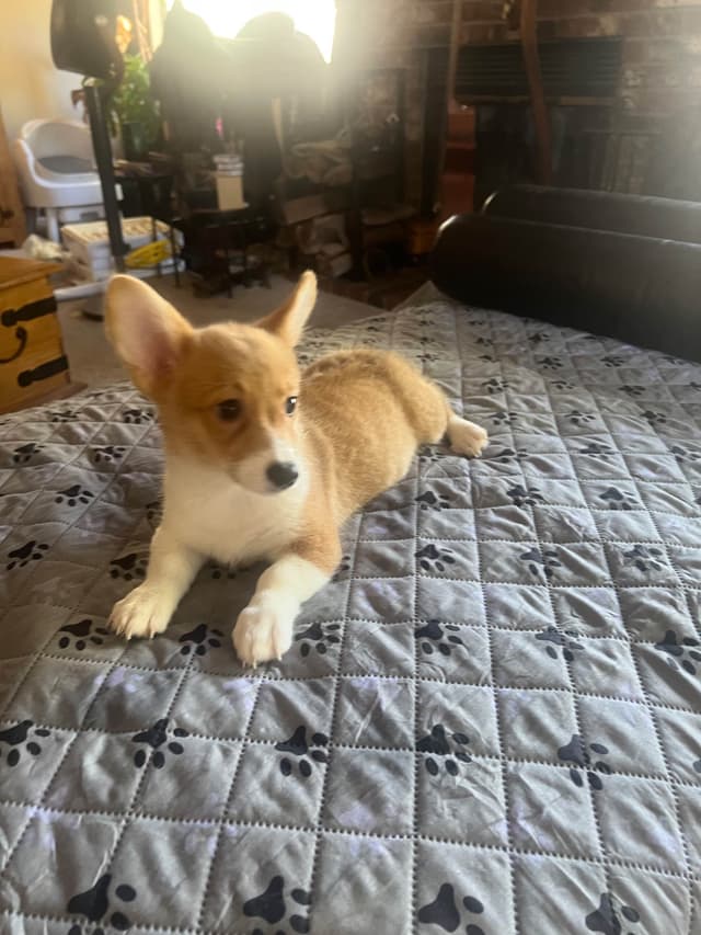 Pembroke Welsh Corgi Puppies media 5