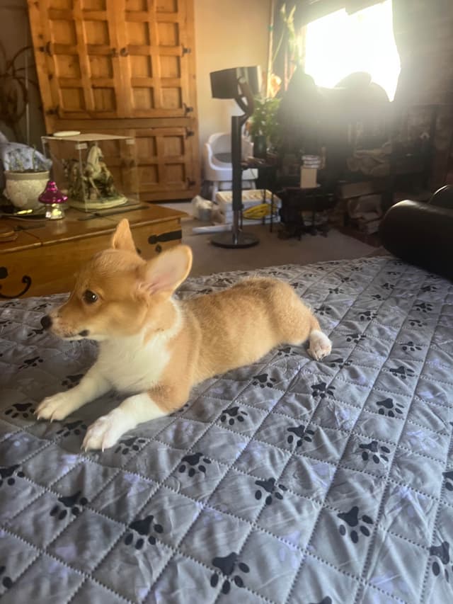 Pembroke Welsh Corgi Puppies media 6