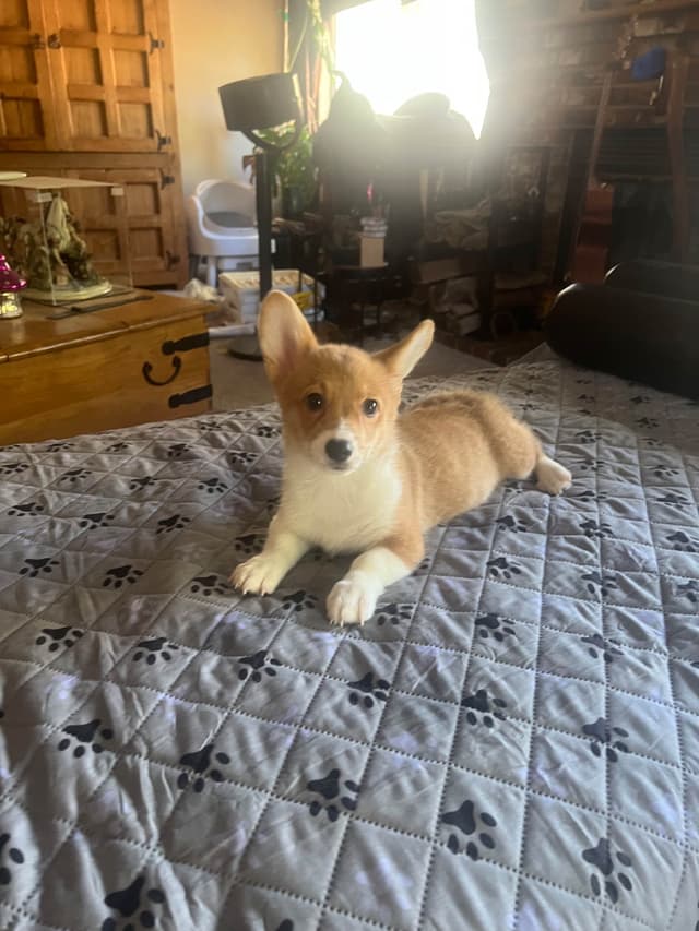 Pembroke Welsh Corgi Puppies media 7