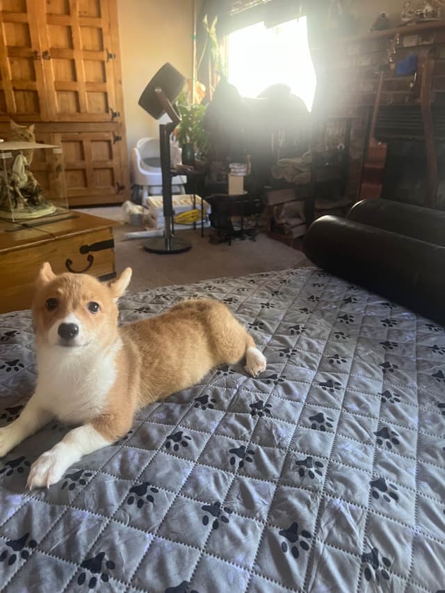 Pembroke Welsh Corgi Puppies media 9