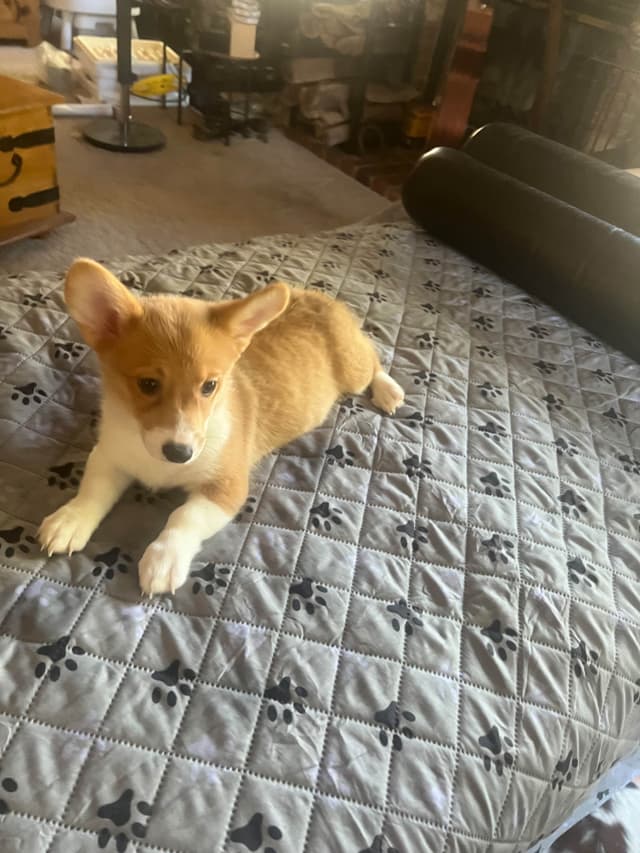 Pembroke Welsh Corgi Puppies media 10