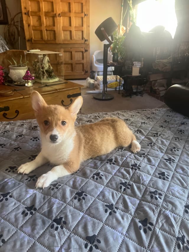 Pembroke Welsh Corgi Puppies media 11