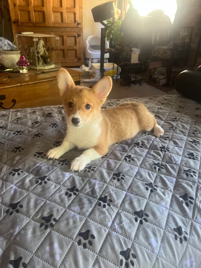 Pembroke Welsh Corgi Puppies media 16